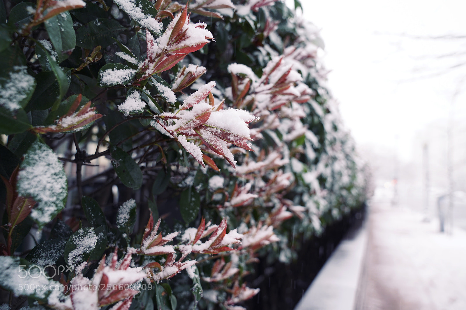 Sony a7R II sample photo. Untitled photography