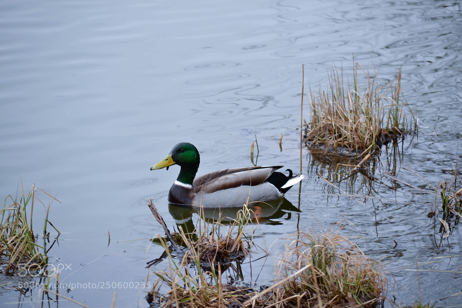 Nikon D3100 sample photo. The duck at the photography