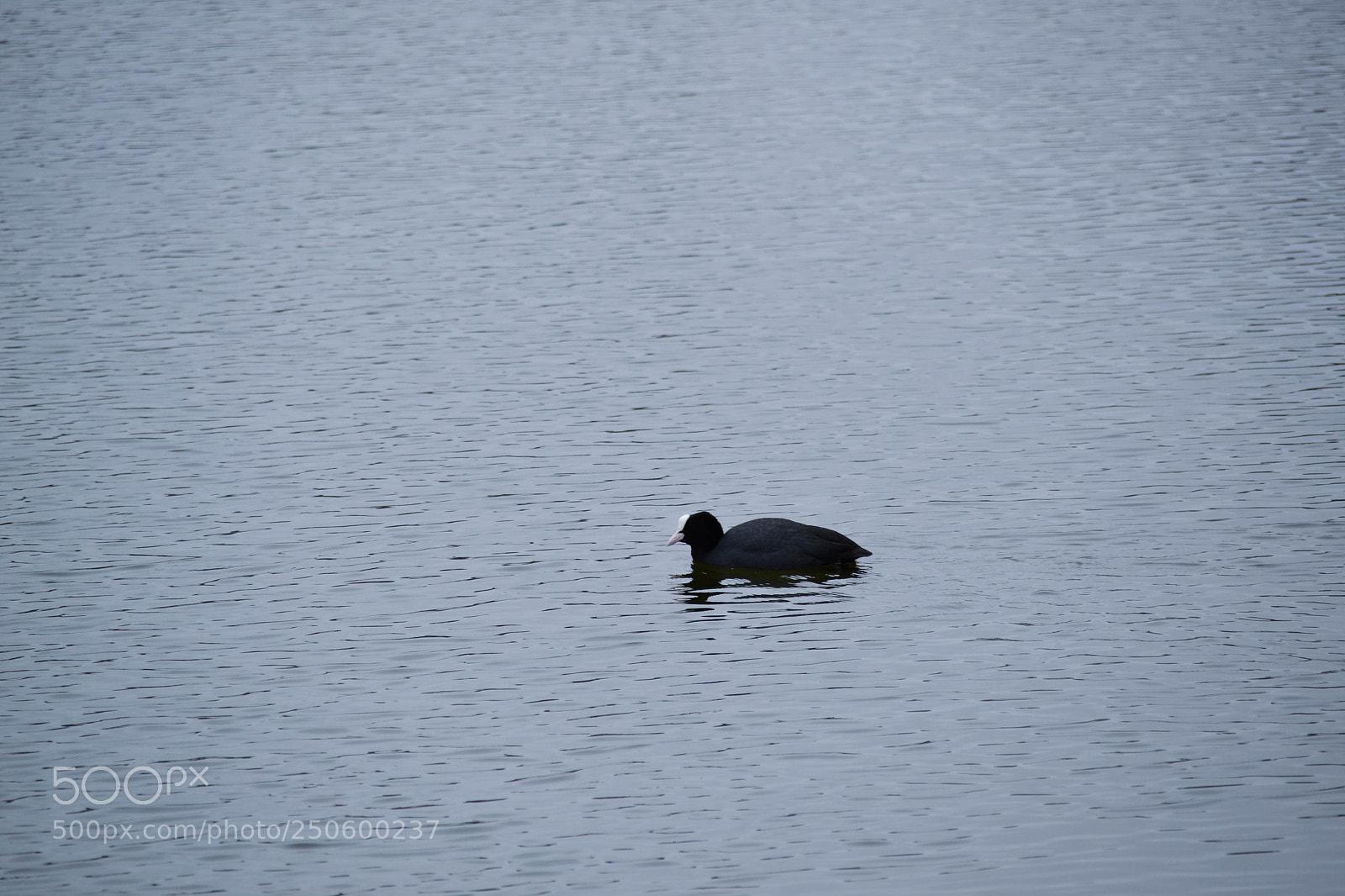 Nikon D3100 sample photo. Eurasian coot photography