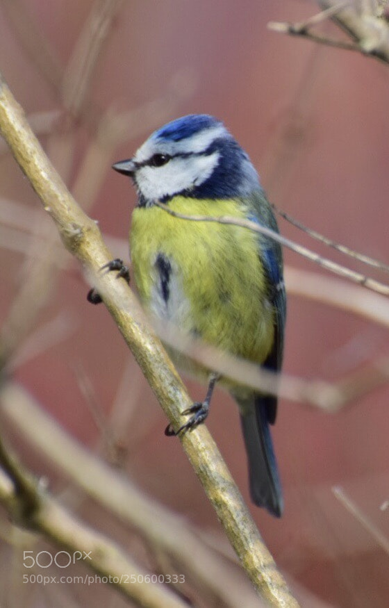 Nikon D5300 sample photo. Tom tit photography