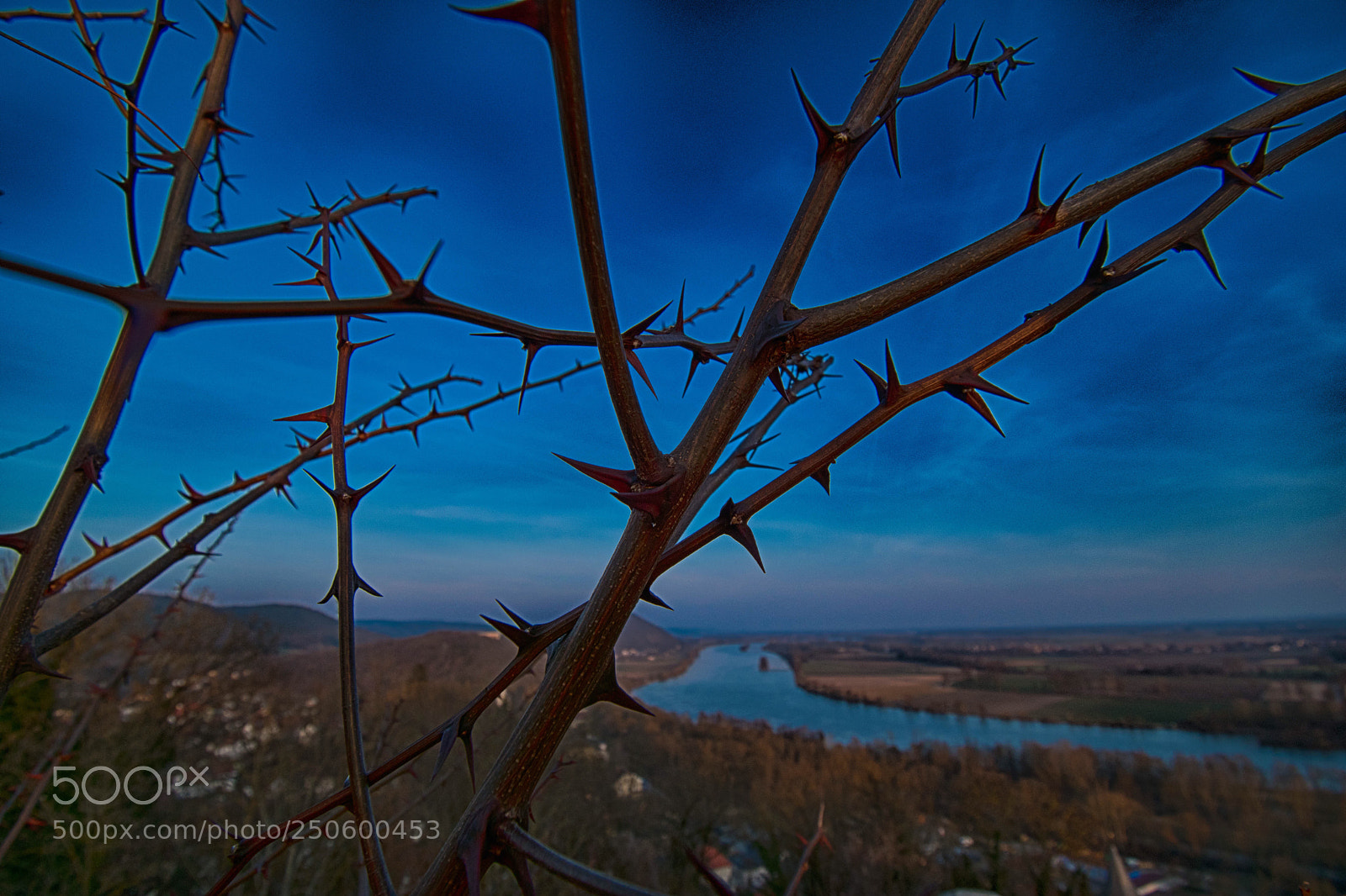 Nikon D5500 sample photo. Thorns photography