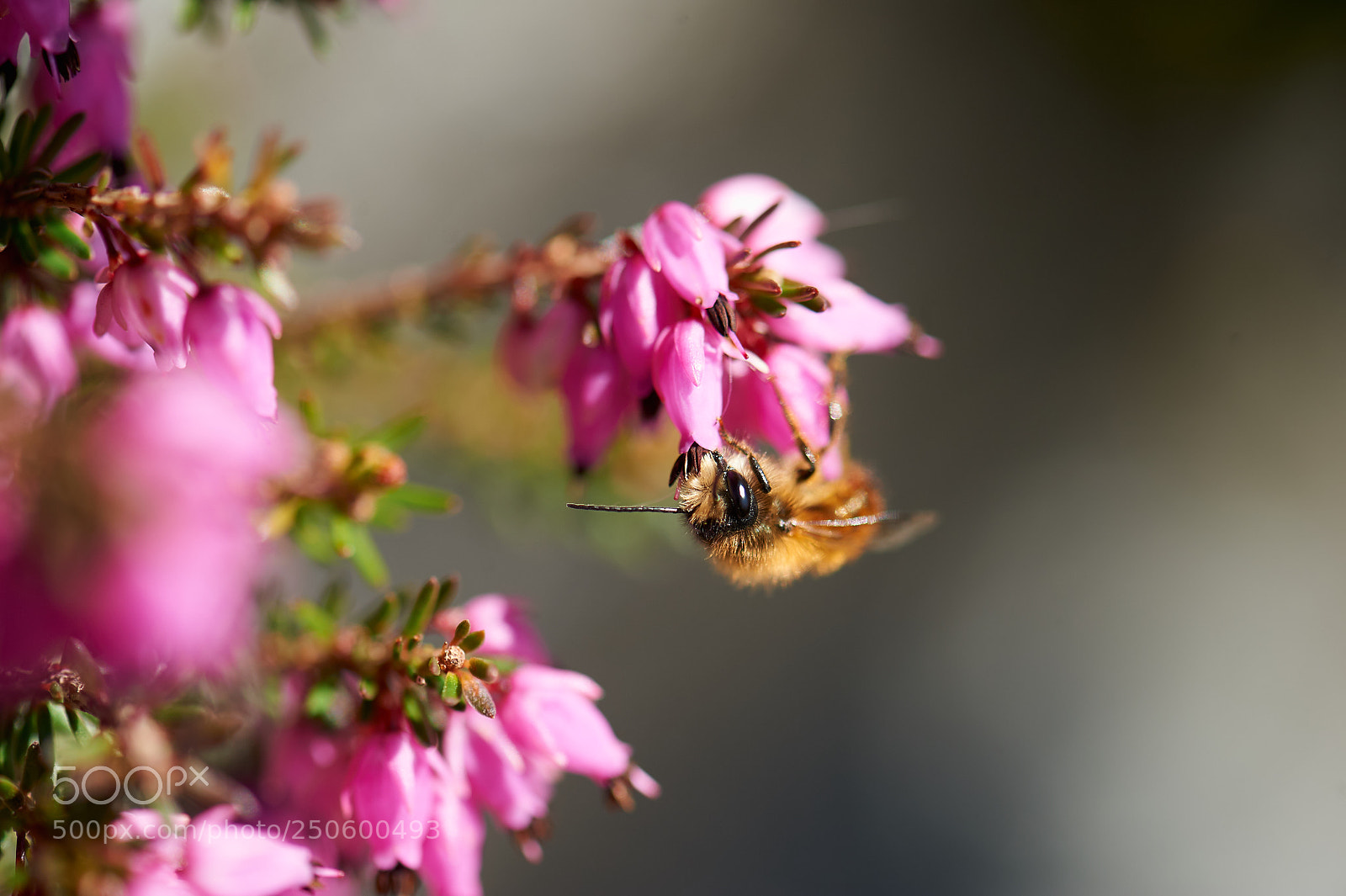 Nikon D3S sample photo. Back at work photography
