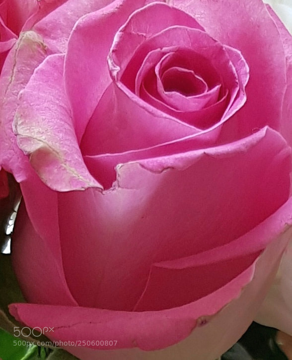 Samsung Galaxy S8 sample photo. Rose. photography