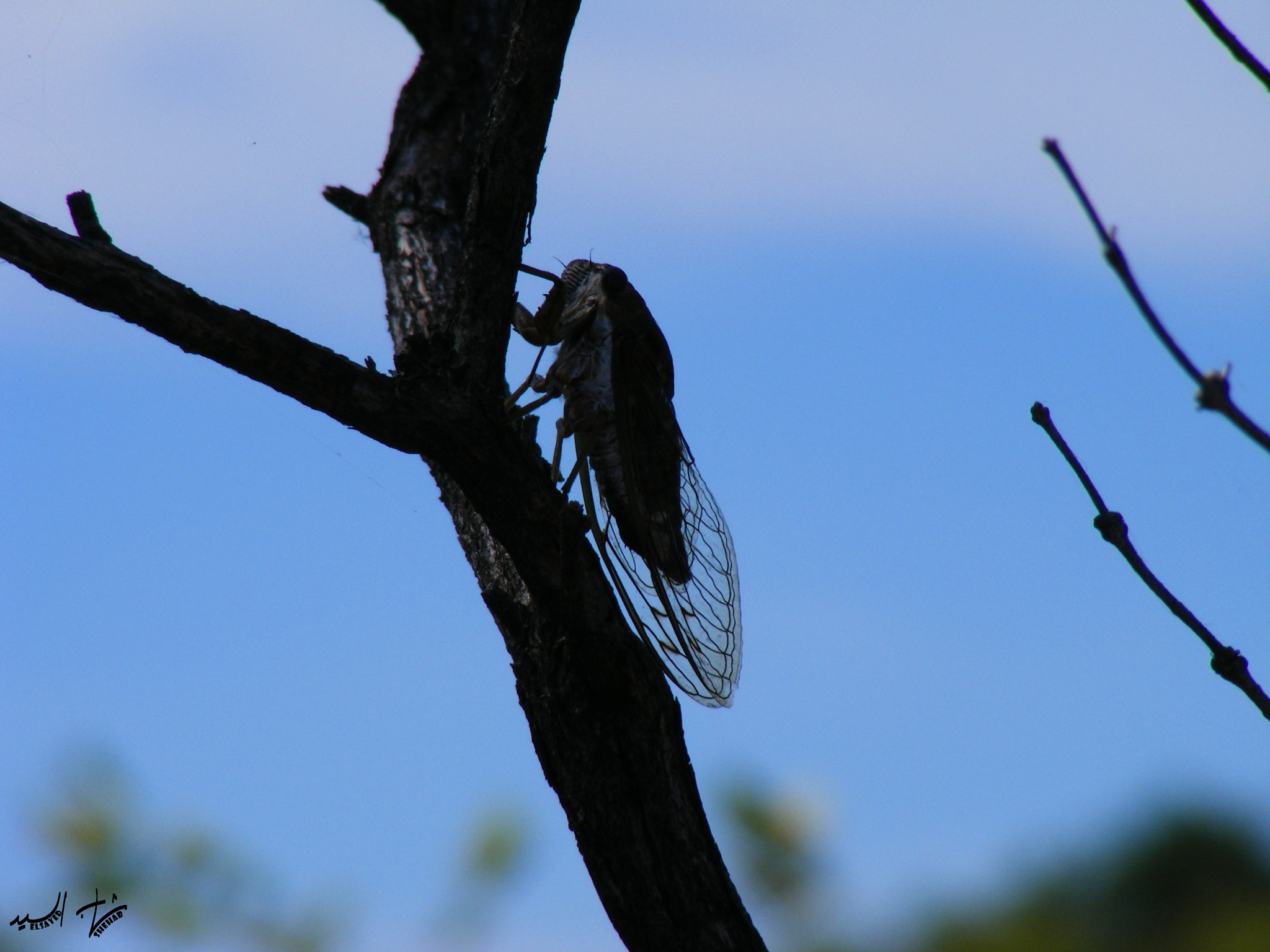 Fujifilm FinePix S5700 S700 sample photo. The silhouette cicada photography