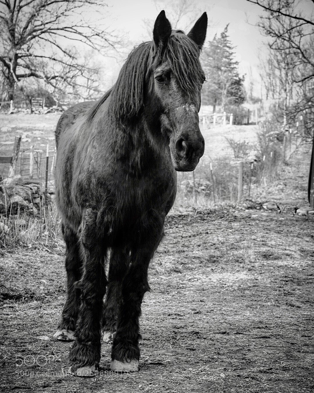 Sony a7R II sample photo. Untitled photography