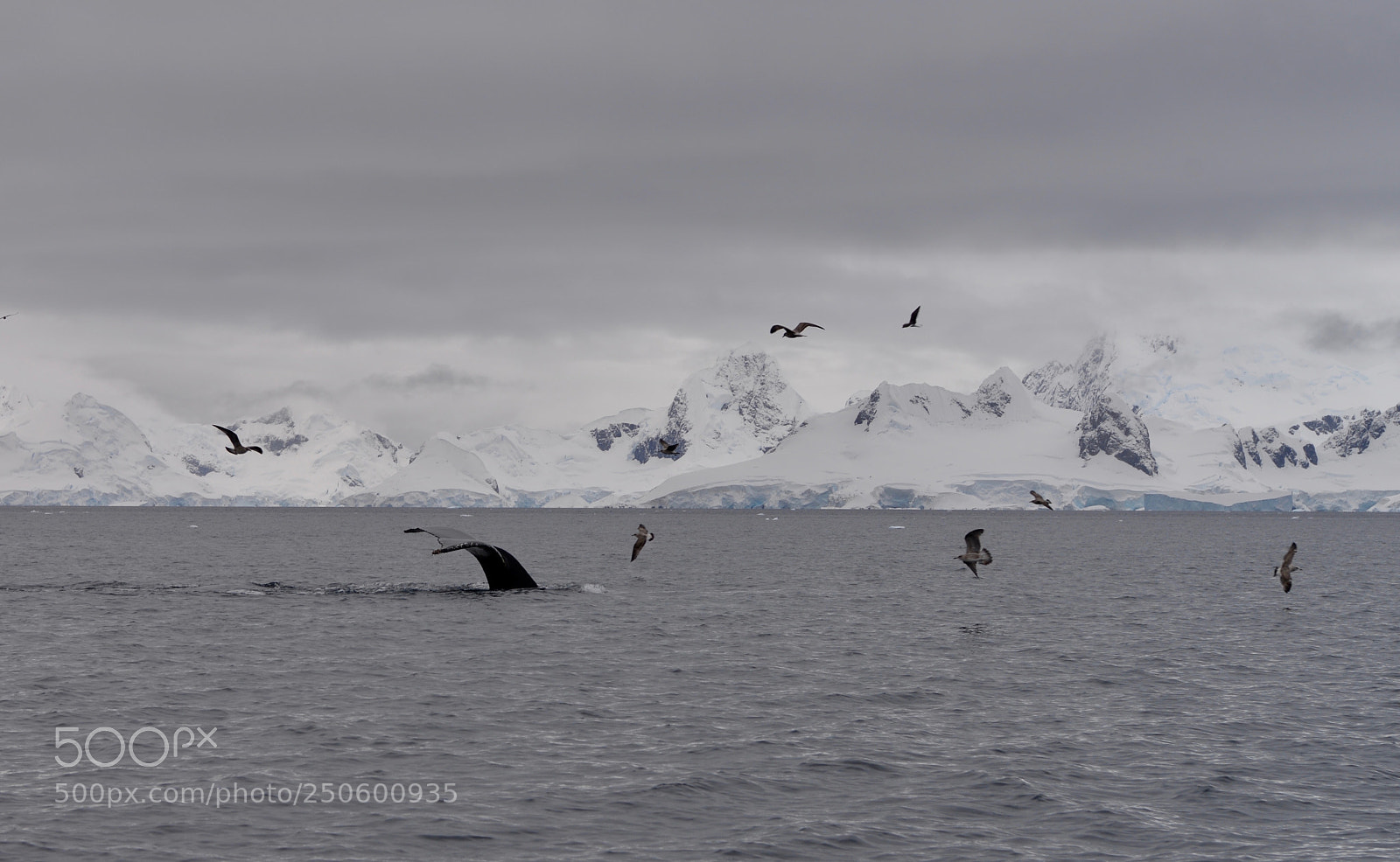 Nikon D610 sample photo. Humpback whale in antarctica photography
