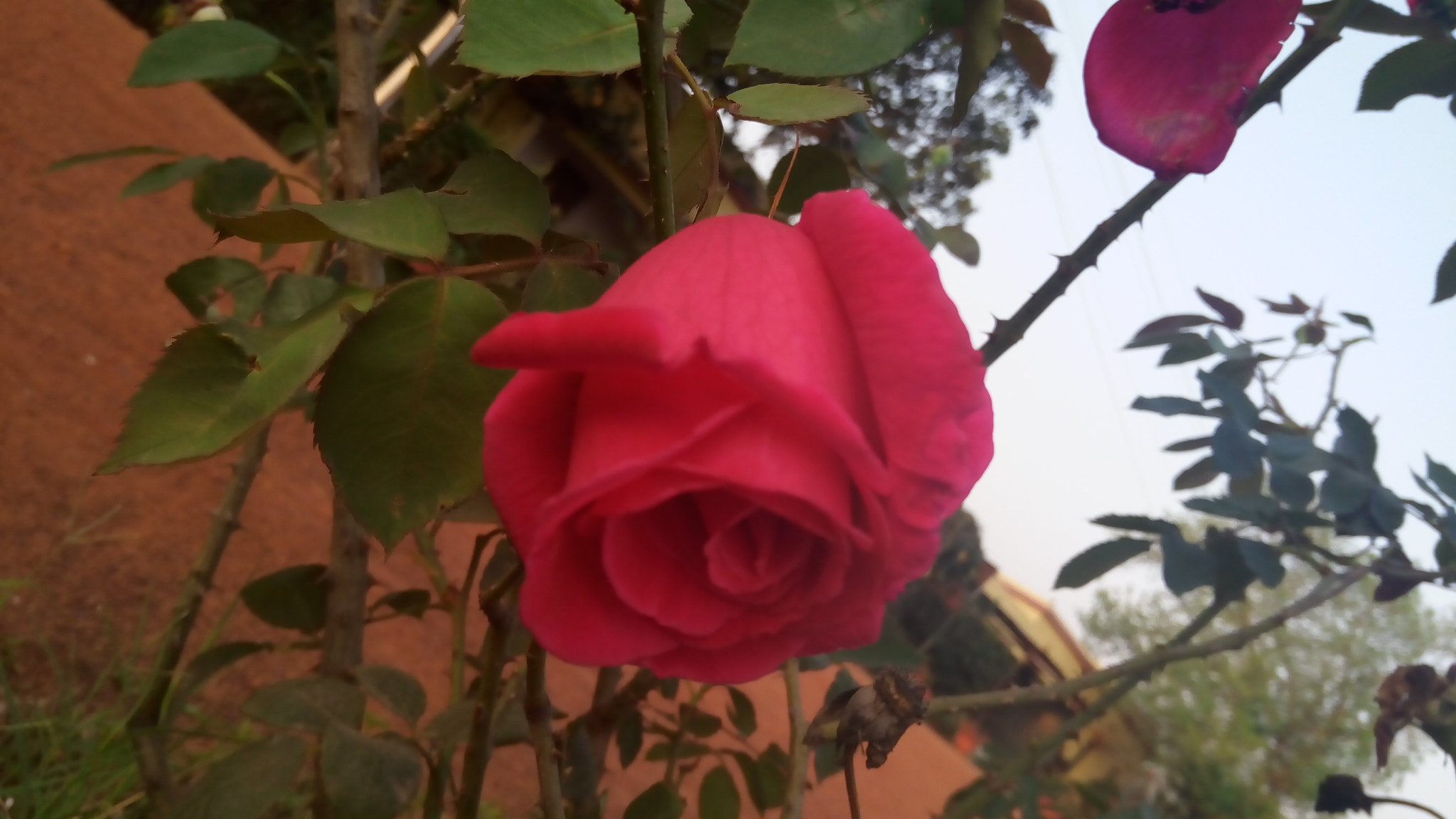 Lenovo VIBE X3 LITE sample photo. Blooming of rose photography