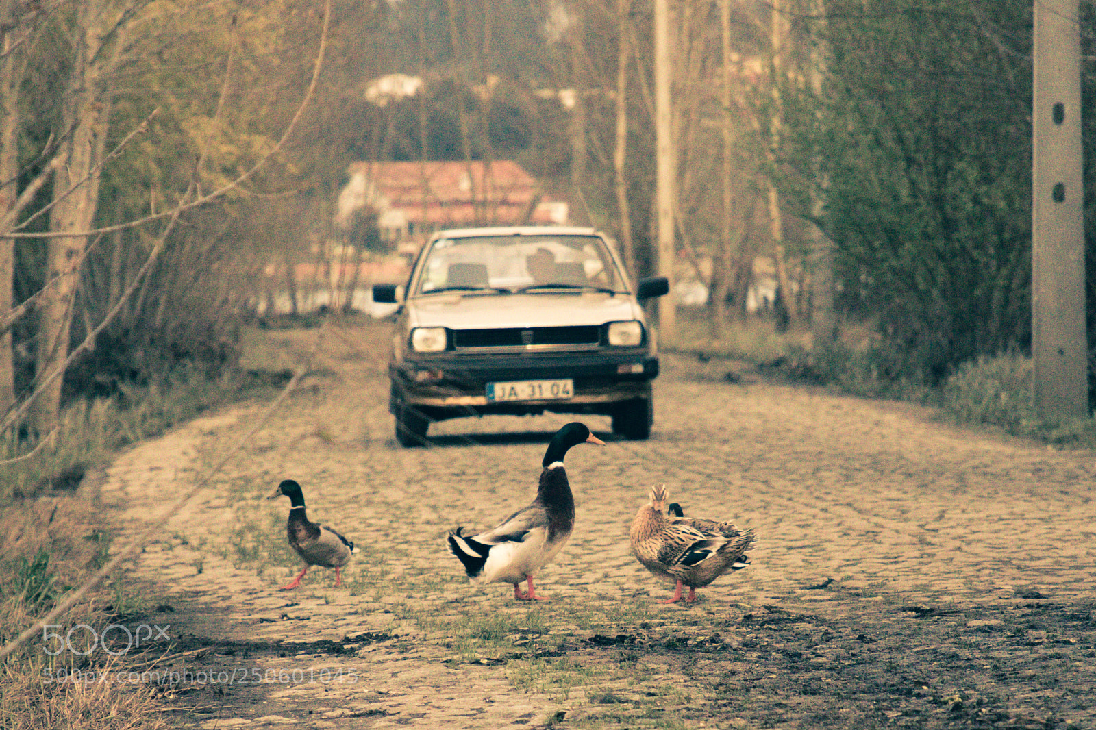Canon EOS 7D Mark II sample photo. Family of ducks photography