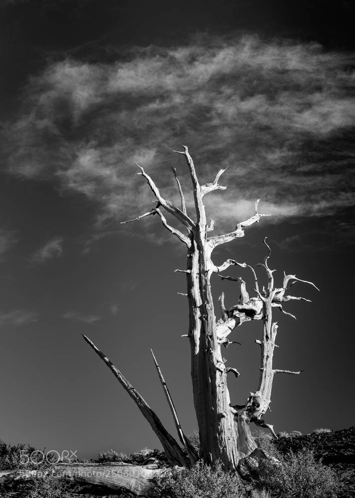 Nikon D810 sample photo. Ancient bristlecone tree photography