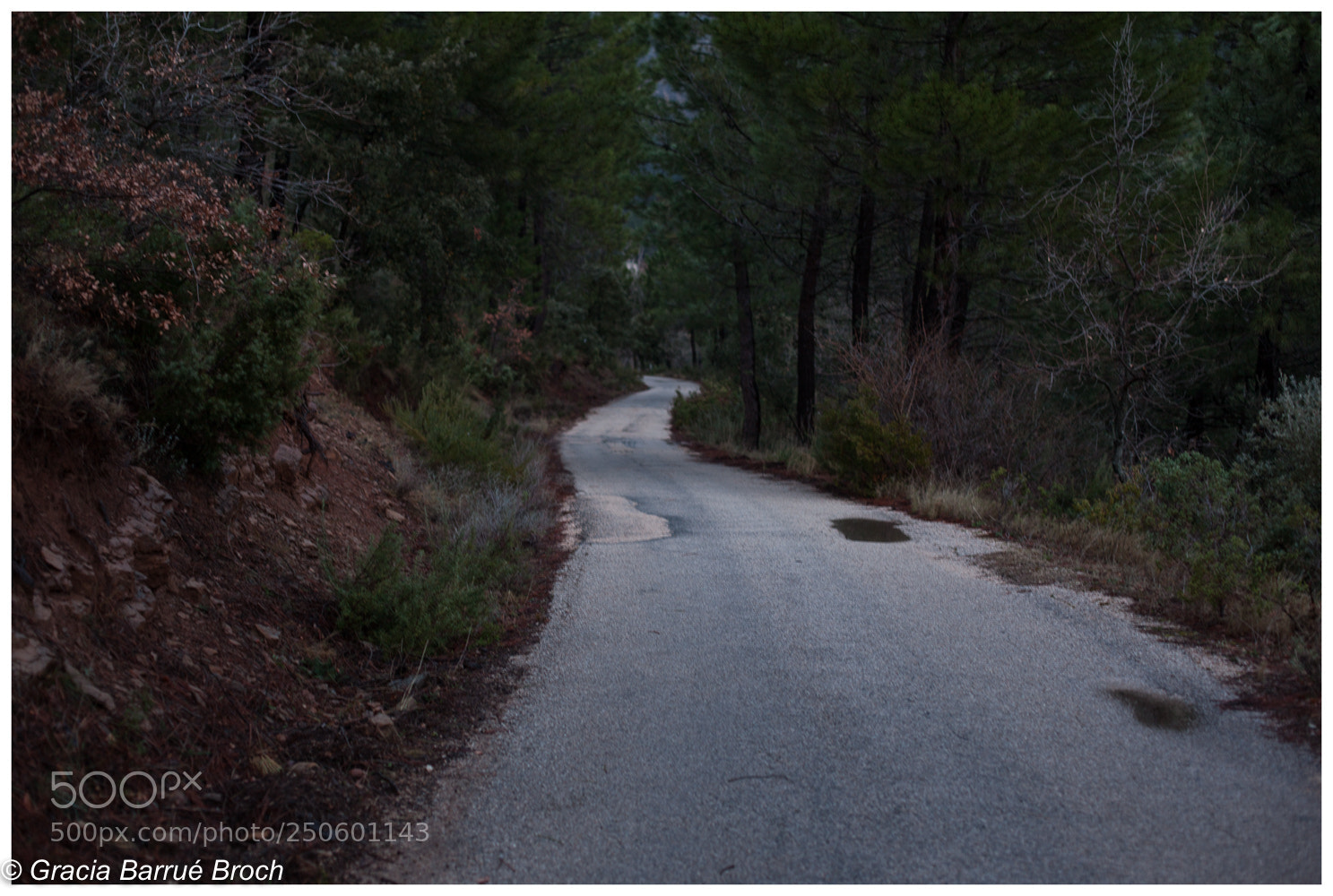 Canon EOS 5D Mark II sample photo. Bosqueando photography