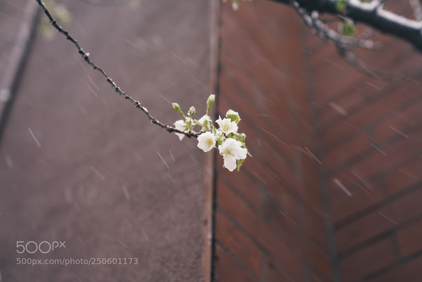 Sony a7R II sample photo. Untitled photography