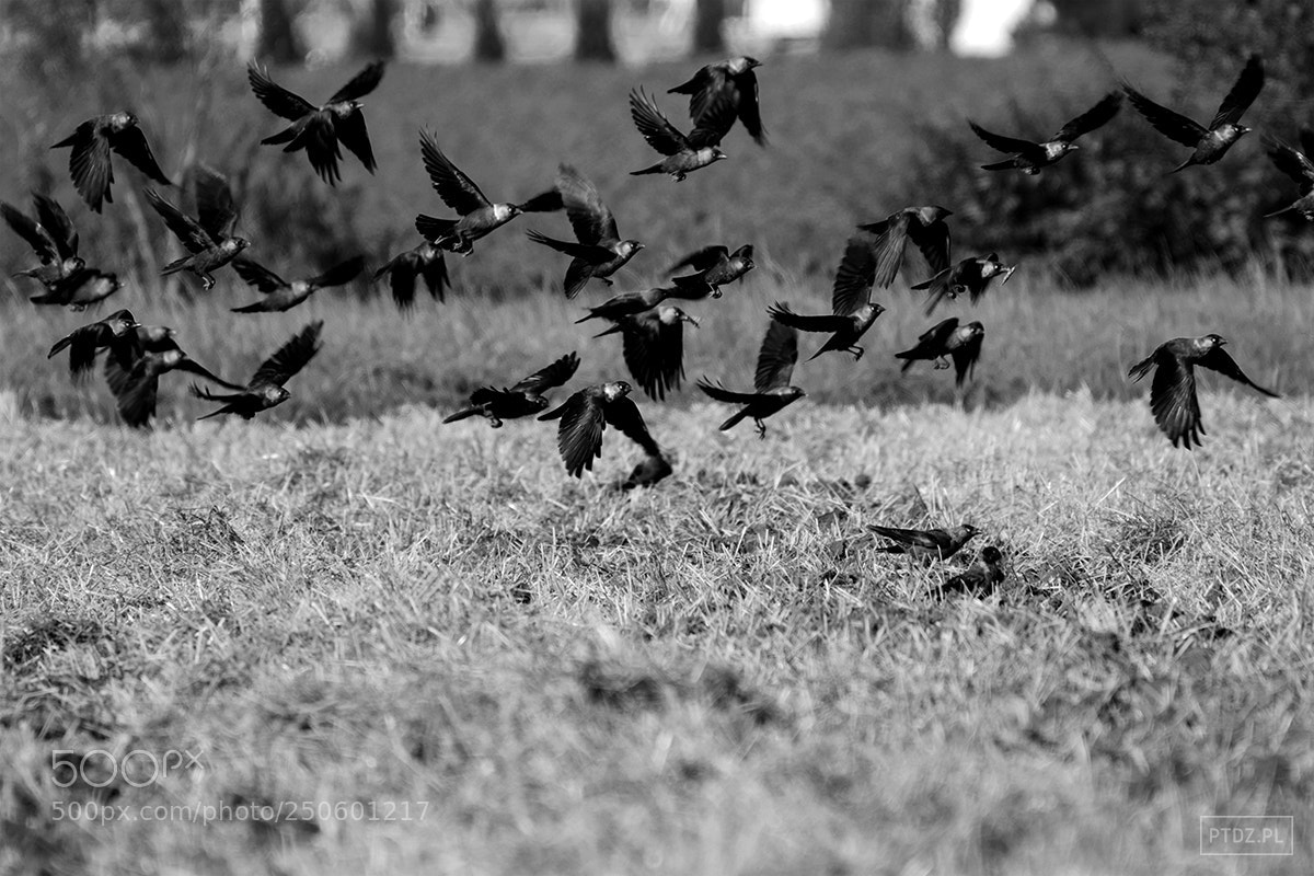 Nikon D5300 sample photo. 001 flying photography