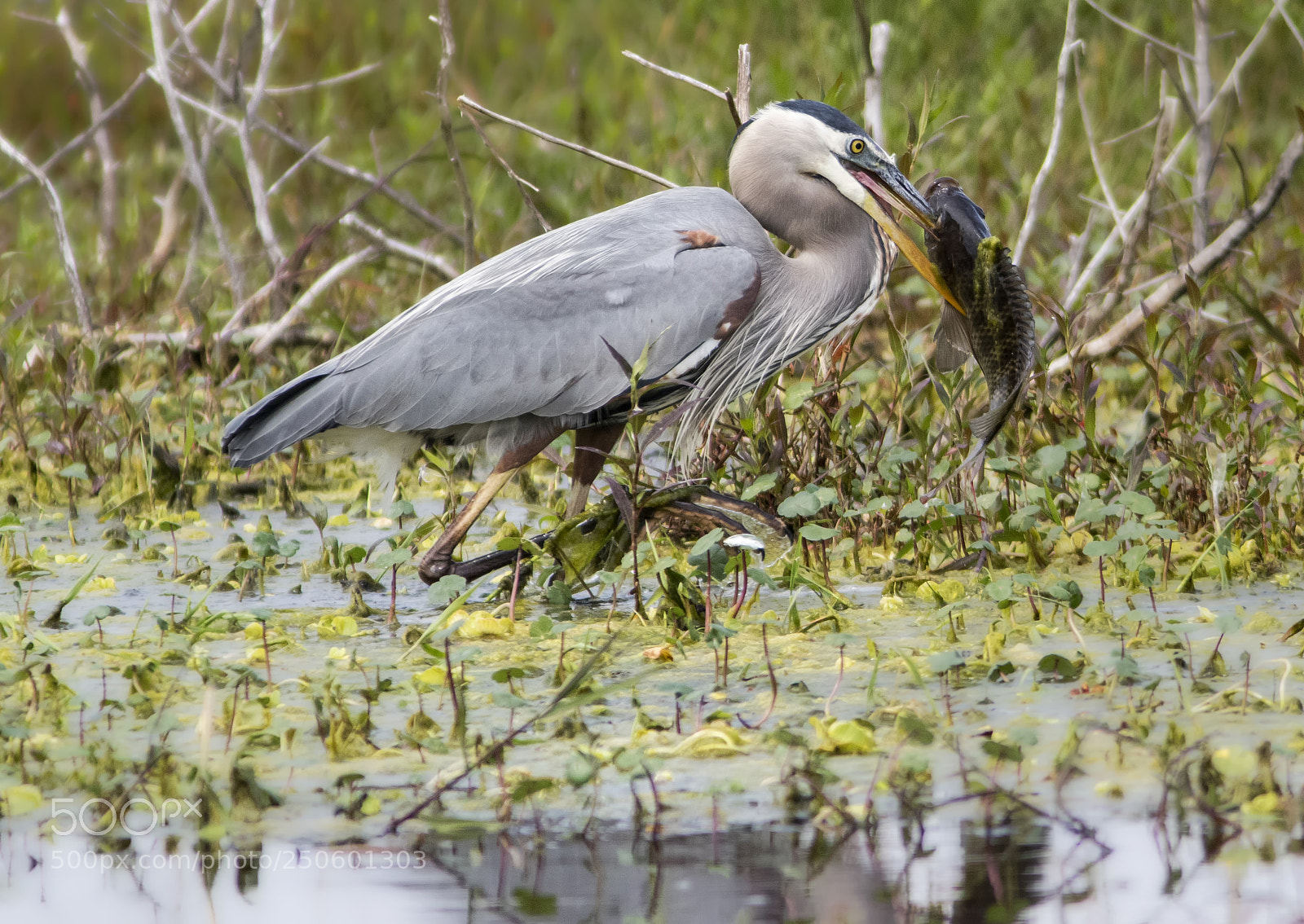 Canon EOS 7D Mark II sample photo. Gbh with big fish photography