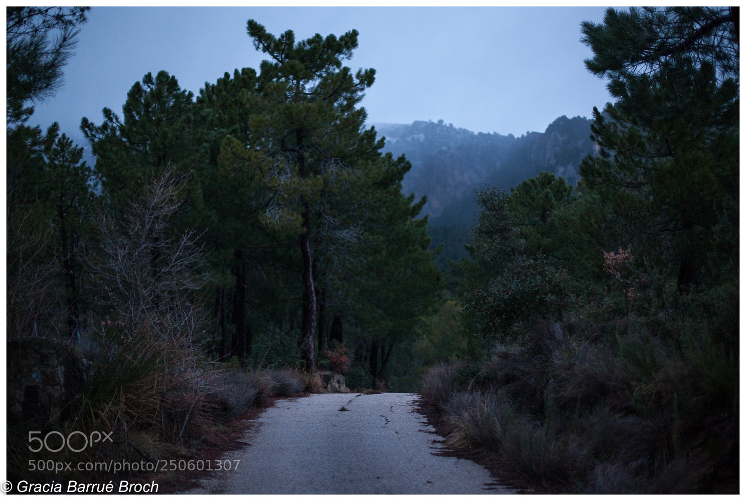 Canon EOS 5D Mark II sample photo. Bosqueando photography