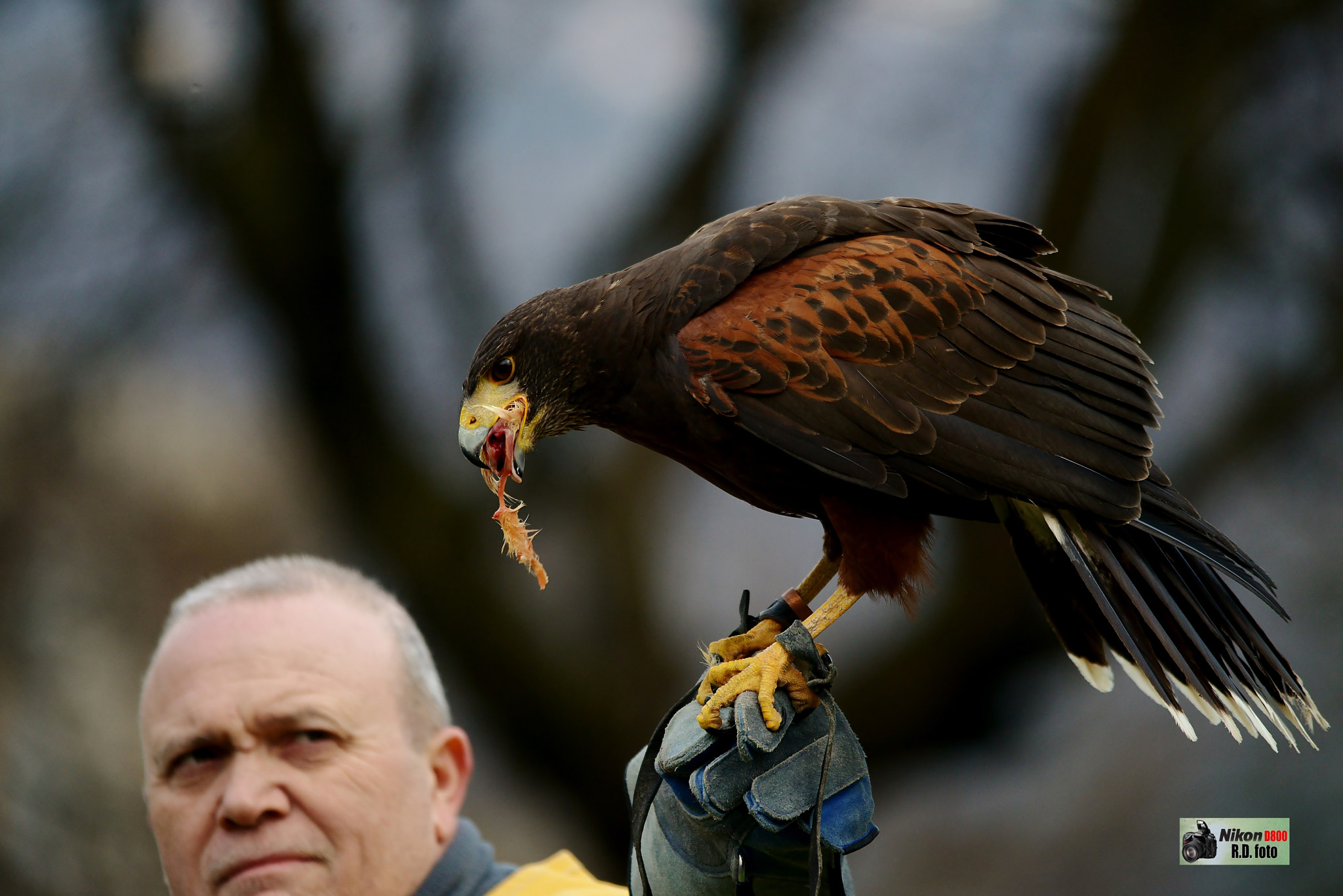 Nikon D800 + Sigma 150-500mm F5-6.3 DG OS HSM sample photo. Falchi e falconieri... lombardia "italia" photography