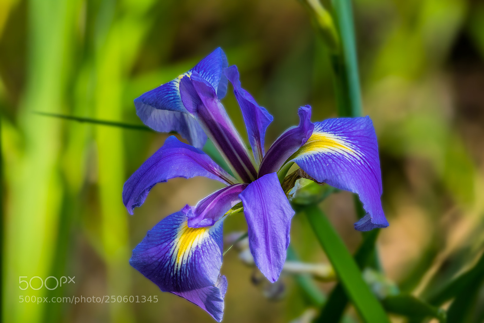 Canon EOS 7D Mark II sample photo. A flower in the photography