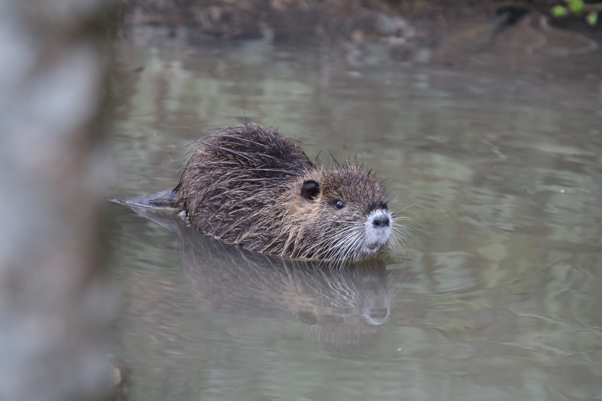 Sigma 18-200mm f/3.5-6.3 DC OS sample photo. Small bathing photography