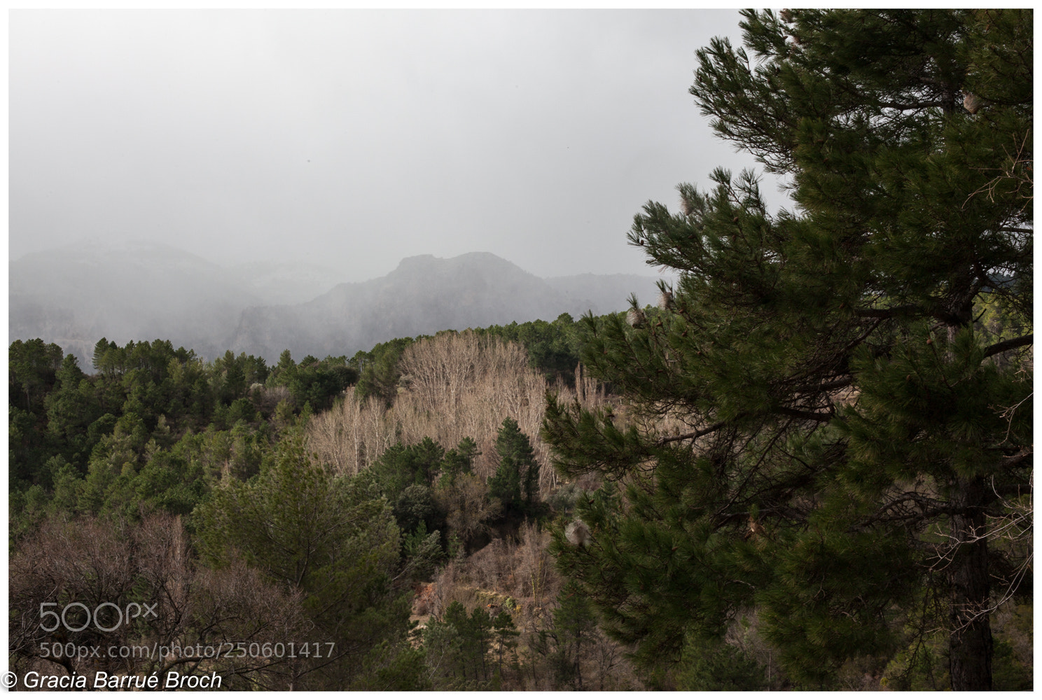 Canon EOS 5D Mark II sample photo. Bosqueando photography