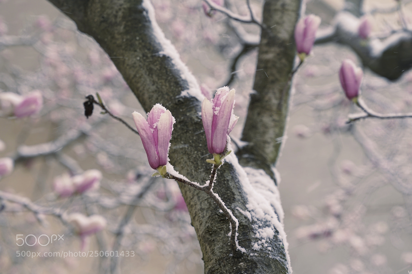Sony a7R II sample photo. Untitled photography