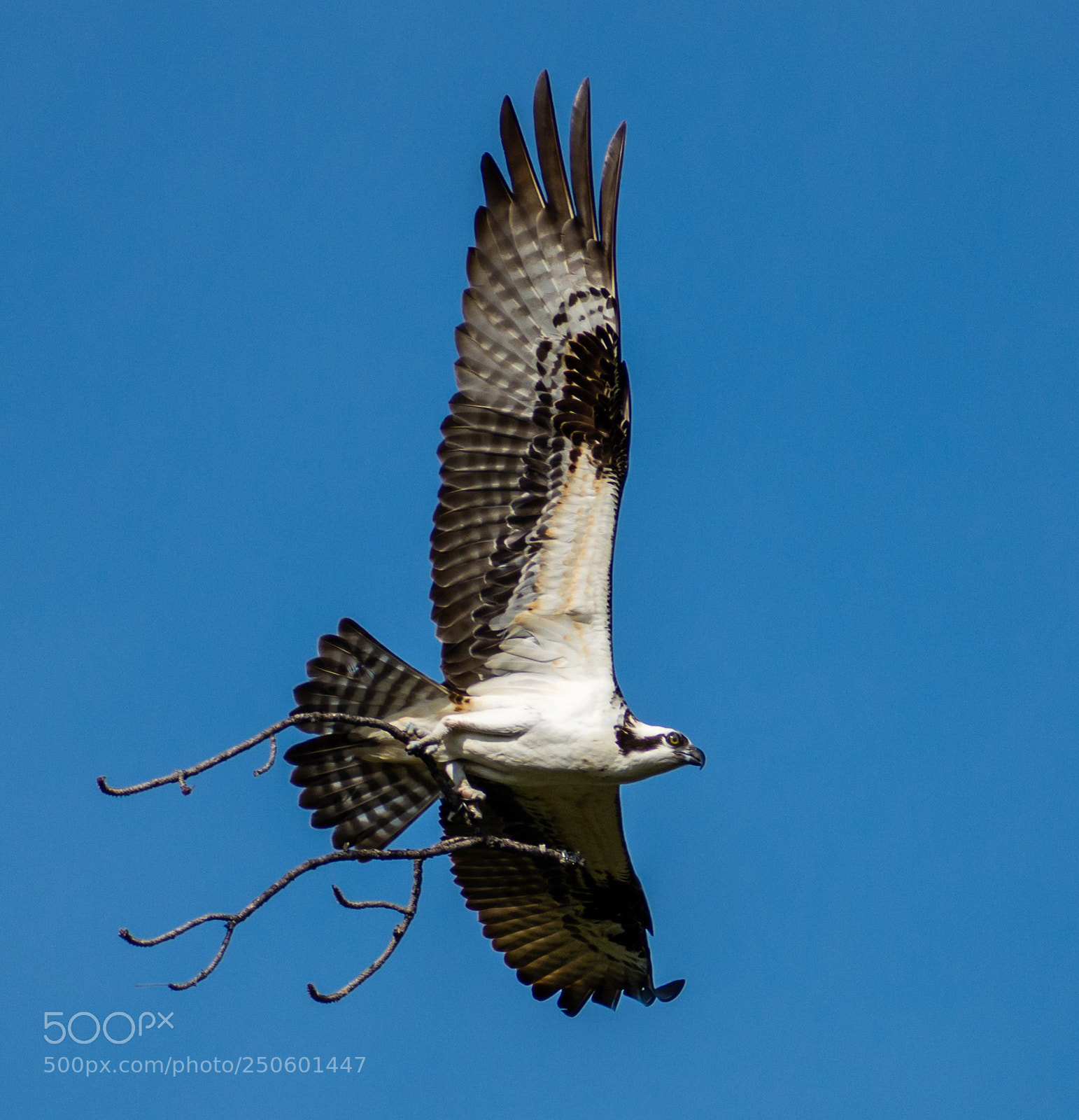 Nikon D7200 sample photo. Osprey photography