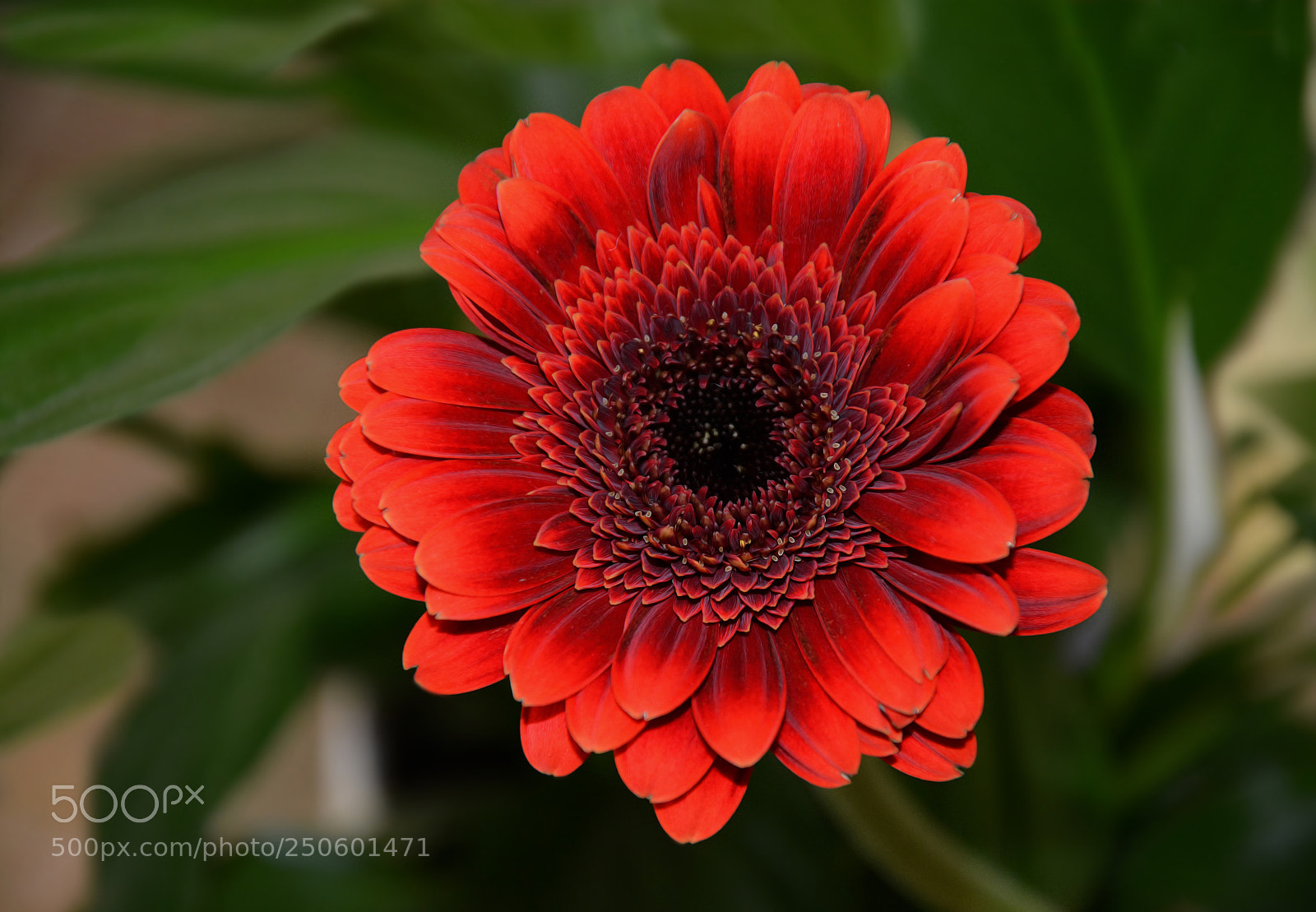 Nikon D5200 sample photo. Гербера photography