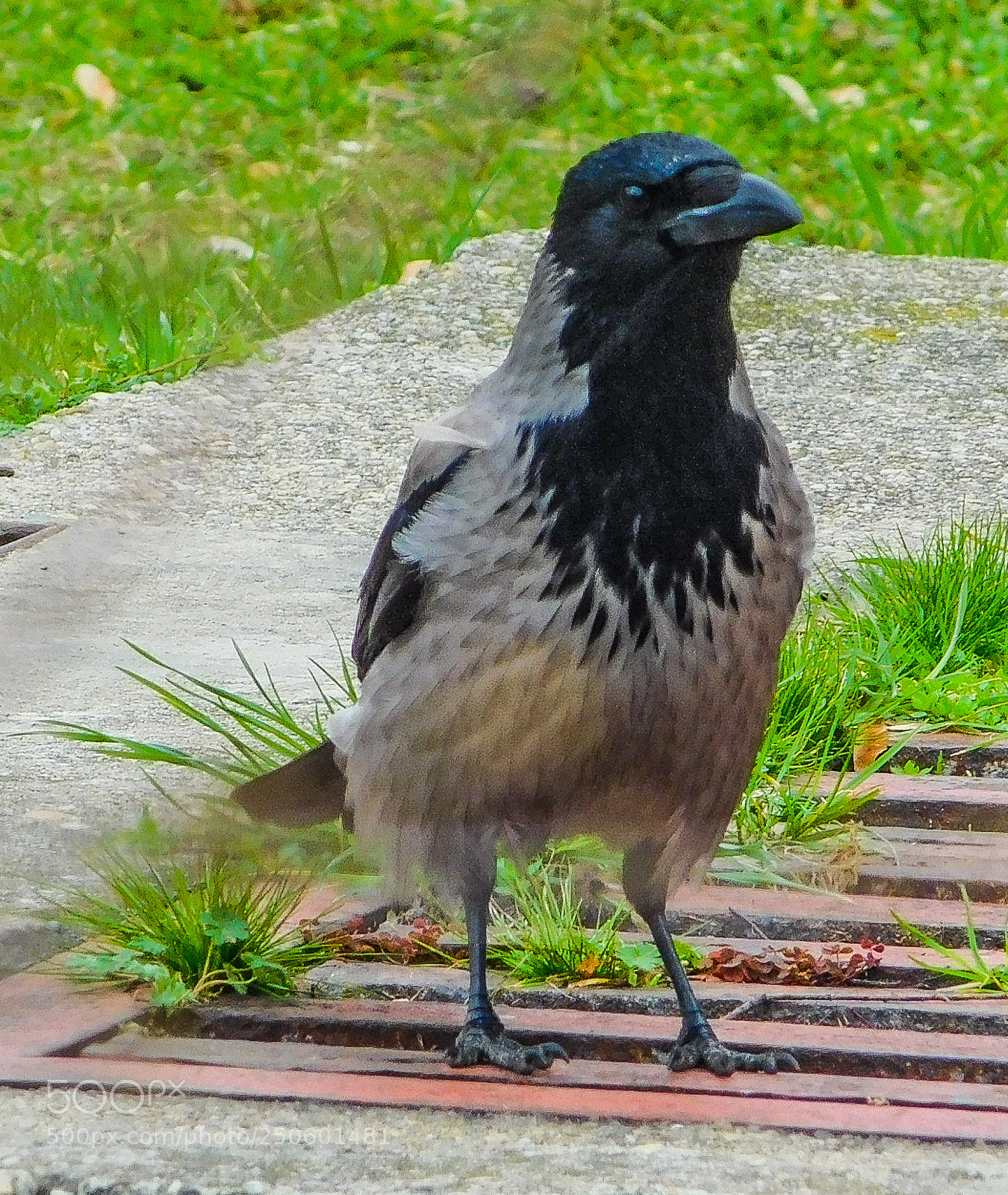 Nikon Coolpix L840 sample photo. Crow photography