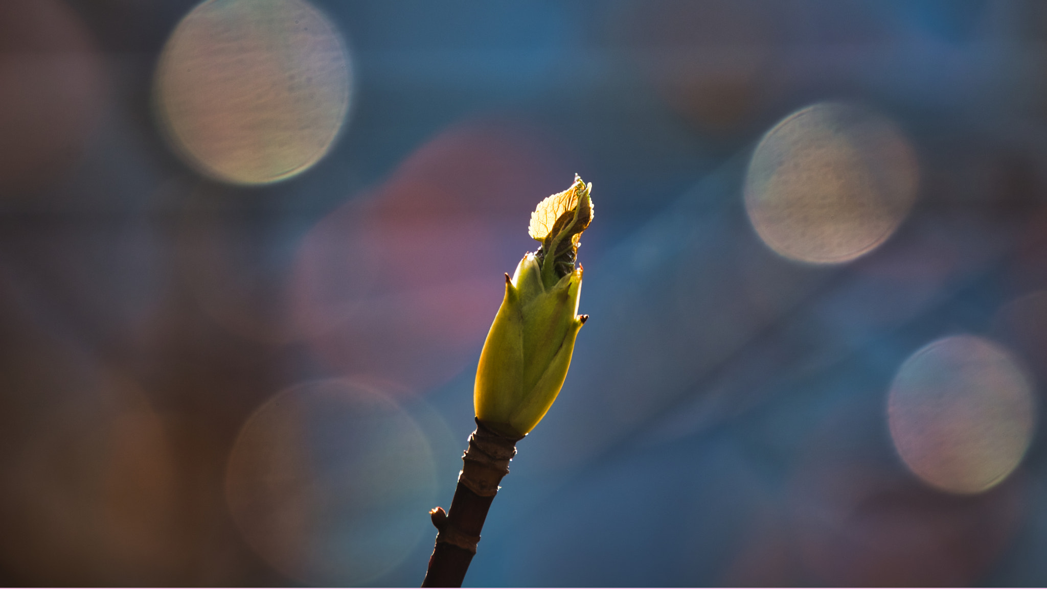 Sigma 150-600mm F5-6.3 DG OS HSM | C sample photo. Spring is a comin' photography