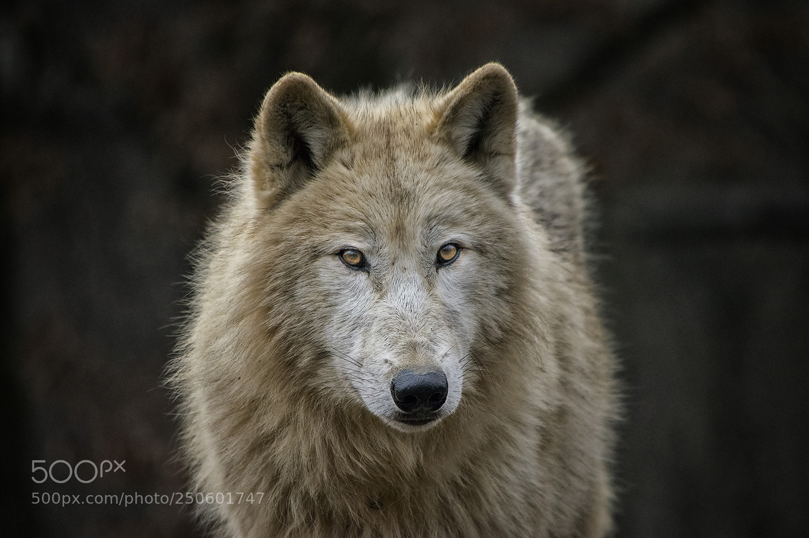 Nikon D3300 sample photo. Vlk arktický / arctic wolf photography