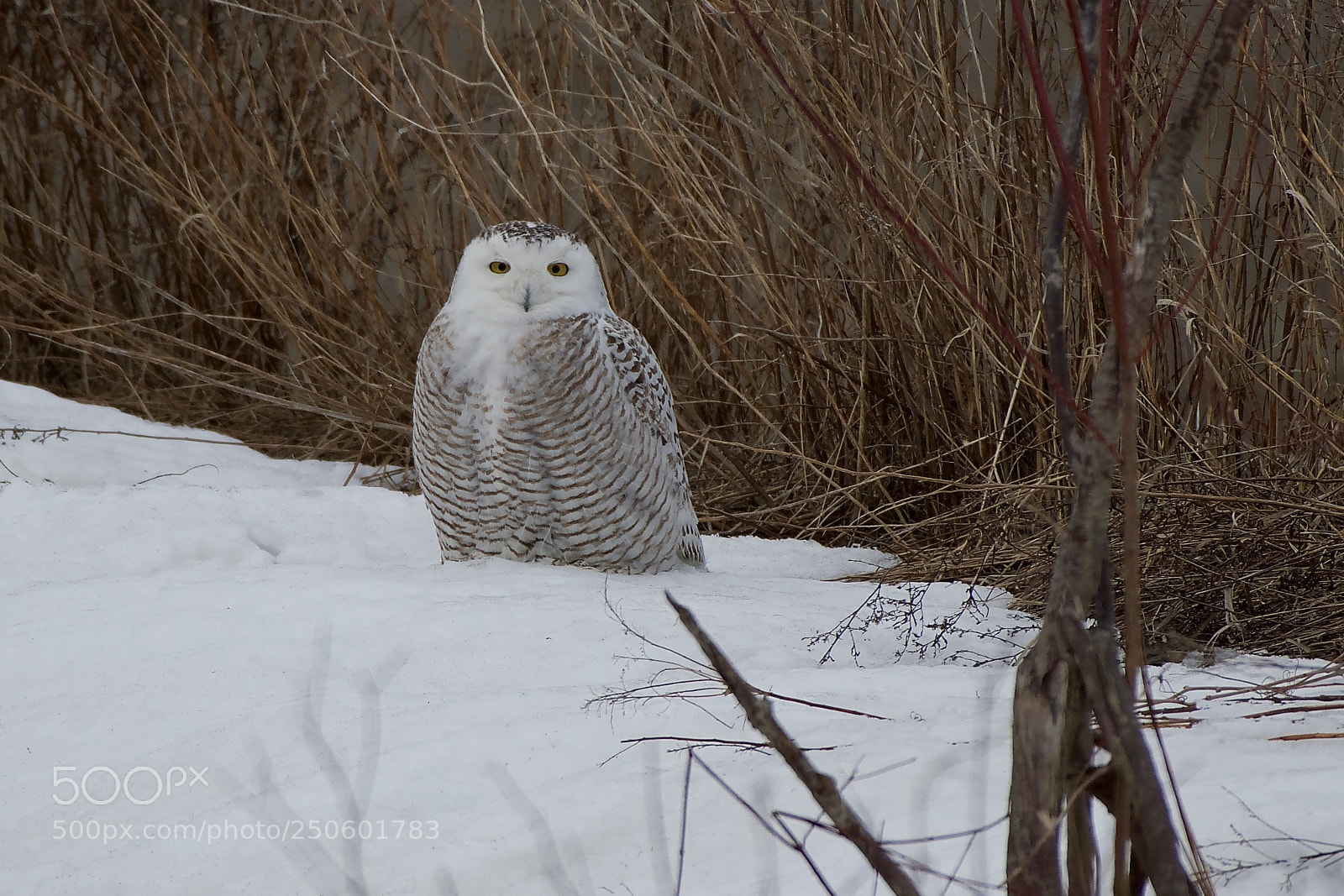 Nikon D500 sample photo. Snowy in the field photography
