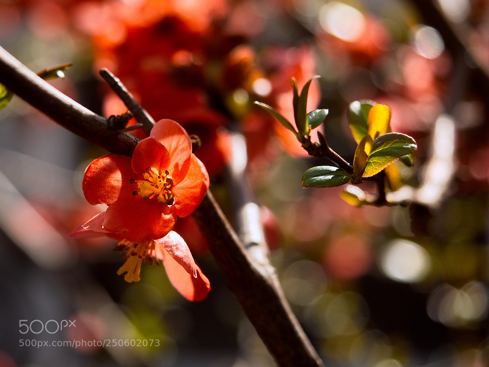 Panasonic Lumix DC-GH5 sample photo. *** photography