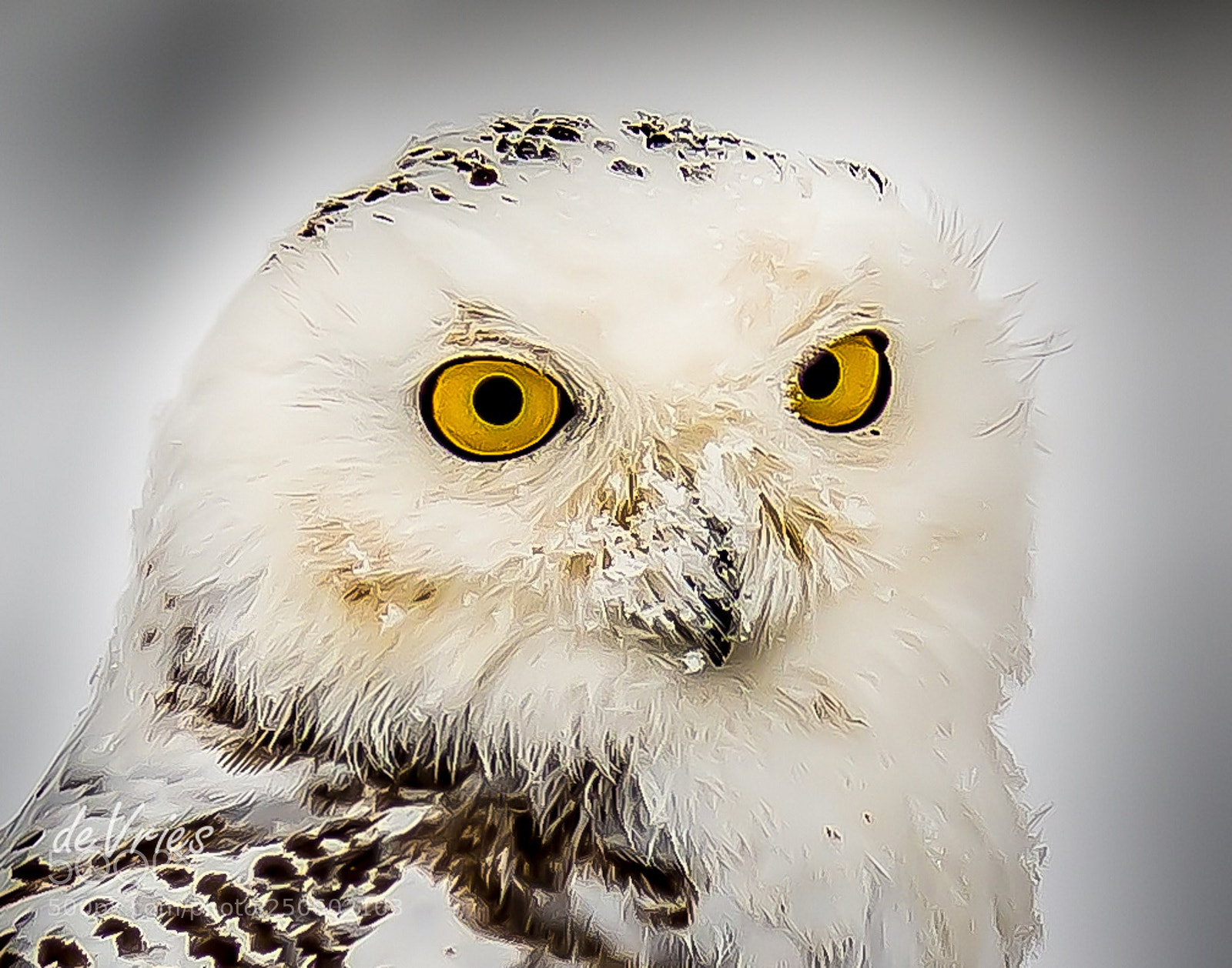 Nikon D7100 sample photo. It's c-c-c-cold out here! photography