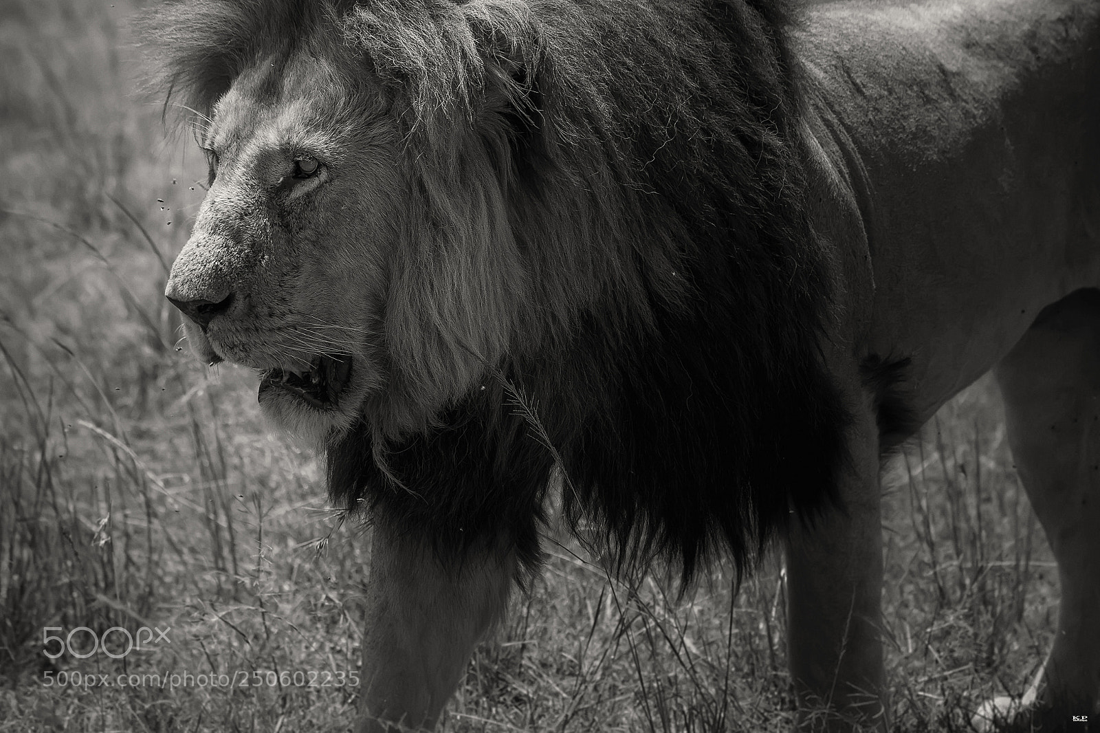 Nikon D7200 sample photo. The king masai mara photography