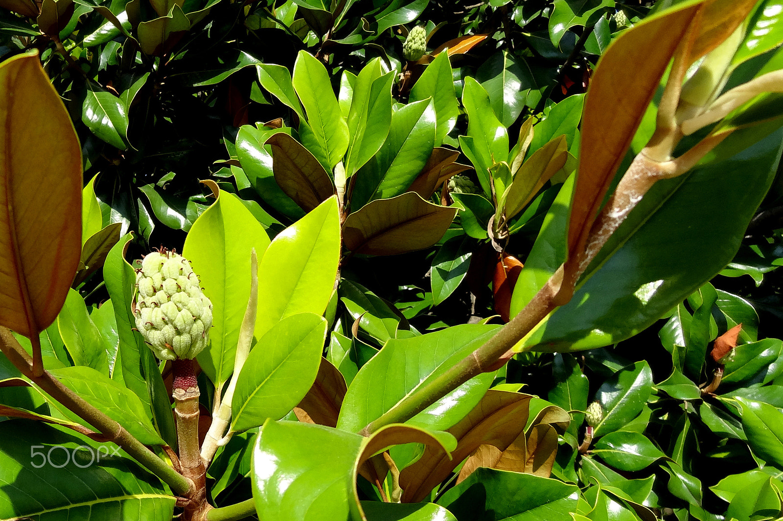 Sony Cyber-shot DSC-HX10V sample photo. Flowering bush on which bright sunlight falls photography