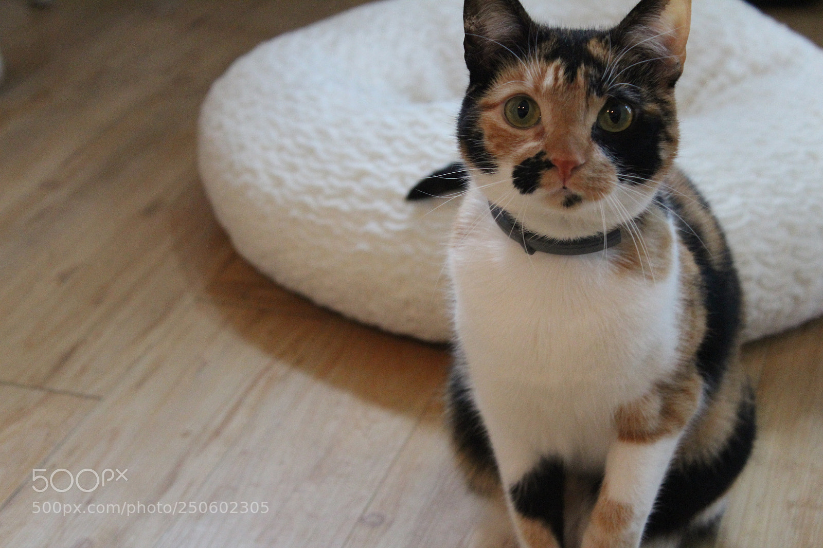 Canon EOS 1300D (EOS Rebel T6 / EOS Kiss X80) sample photo. Sweet kitten photography