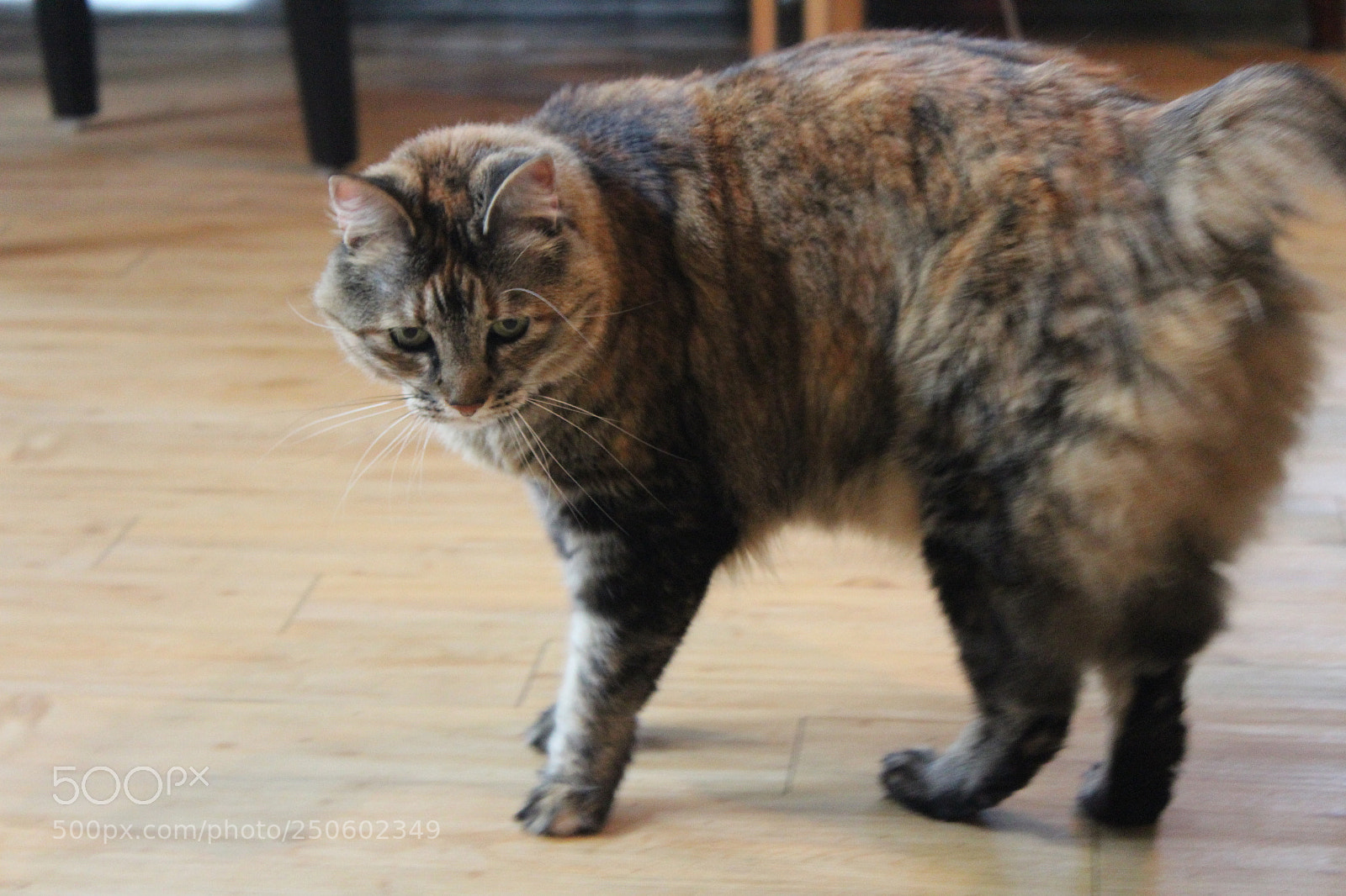 Canon EOS 1300D (EOS Rebel T6 / EOS Kiss X80) sample photo. Cat photography