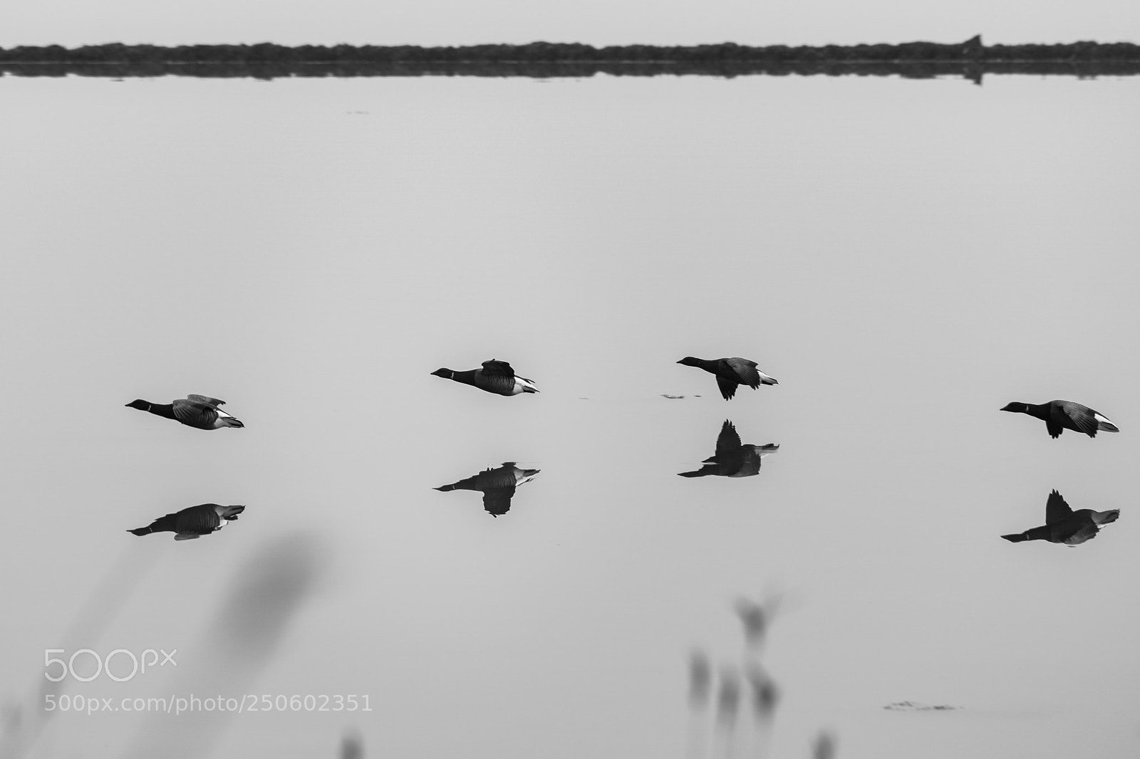Sony a6000 sample photo. Geese mirror photography