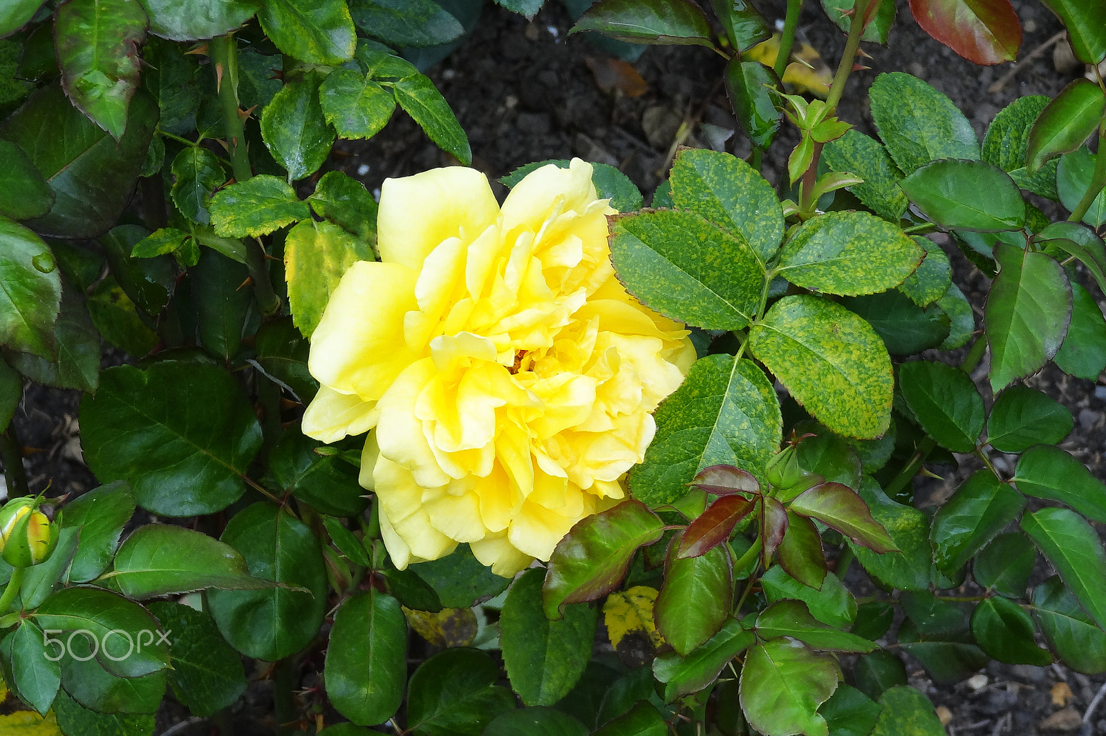 Sony Cyber-shot DSC-HX10V sample photo. Bush yellow color roses nature background wallpaper photography