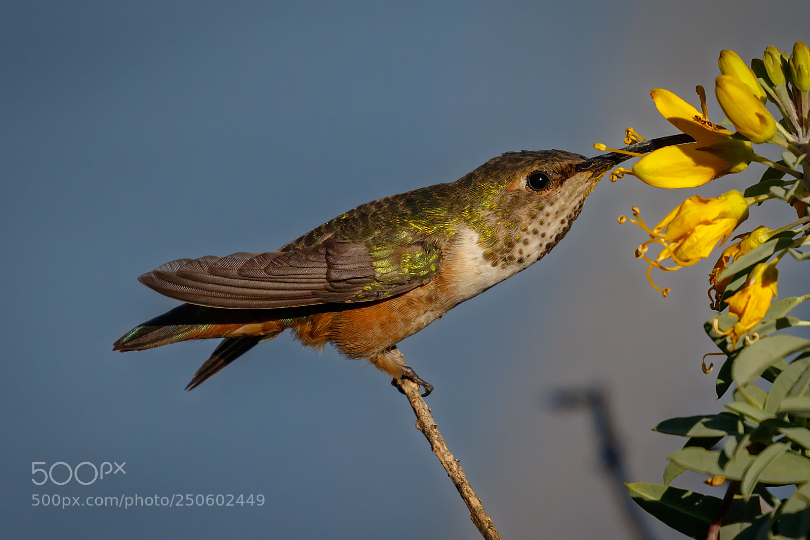 Canon EOS 7D Mark II sample photo. Lazy feeding photography