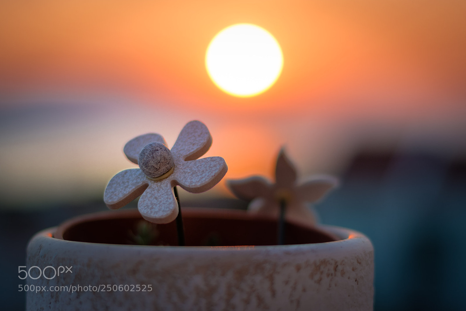 Nikon D5200 sample photo. Stone flower photography