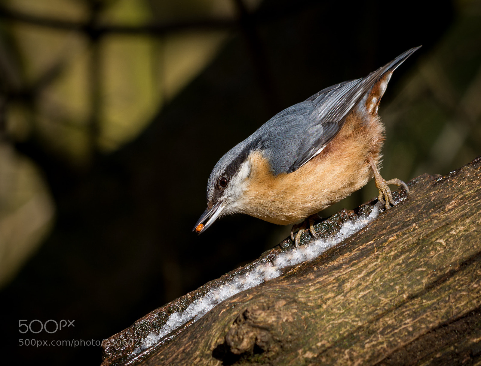 Nikon D7200 sample photo. Nuthatch () photography