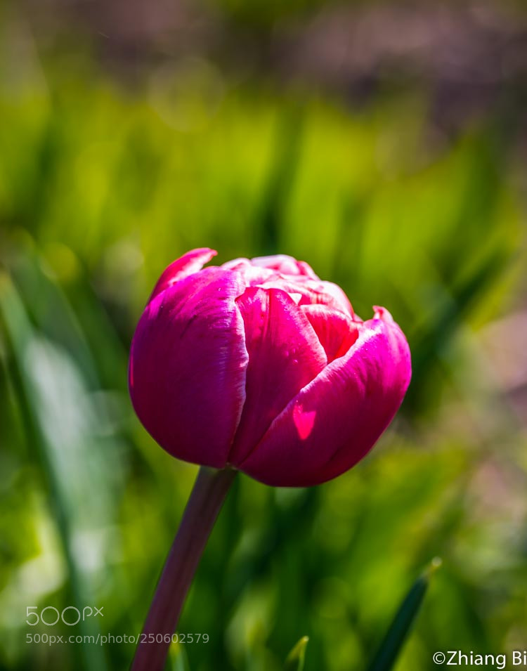Nikon D610 sample photo. Tulip photography