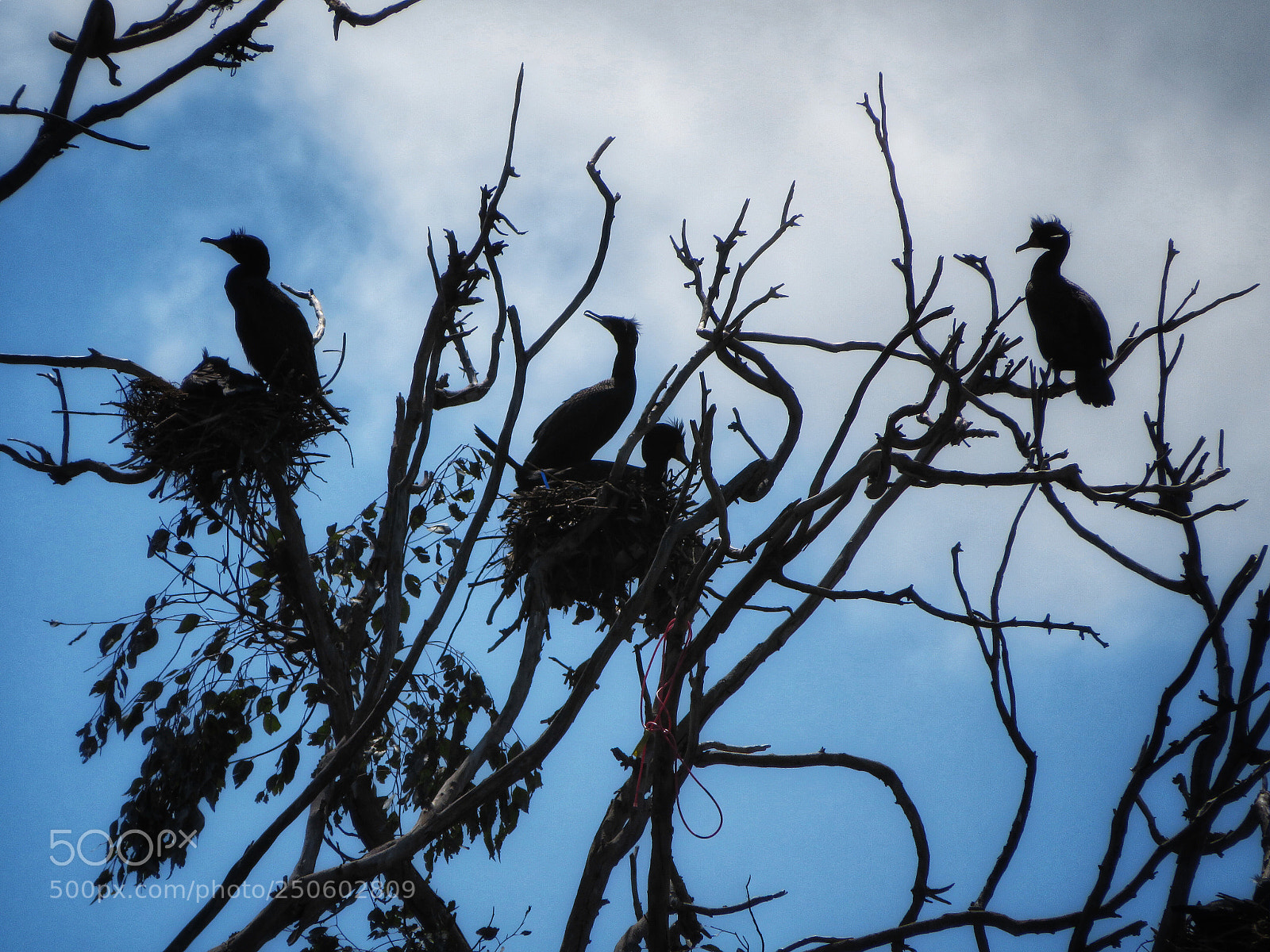 Canon PowerShot SX720 HS sample photo. Cormorant nests photography