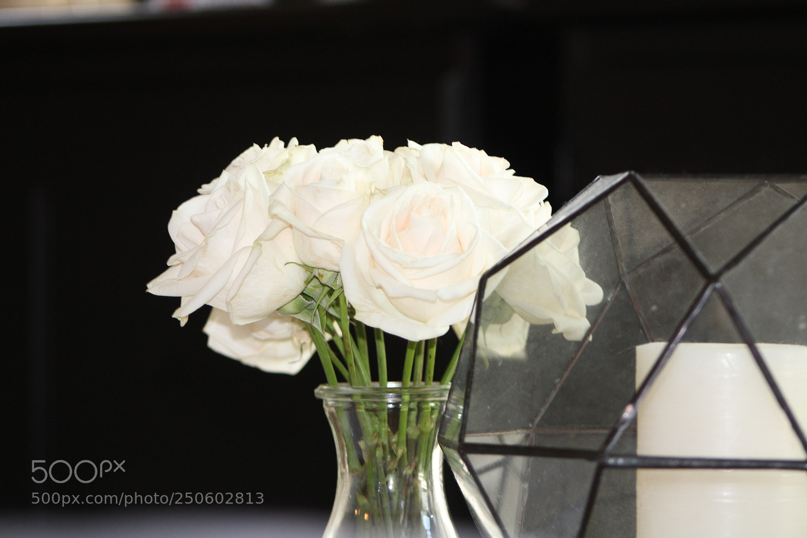 Canon EF 75-300mm f/4-5.6 sample photo. White roses photography