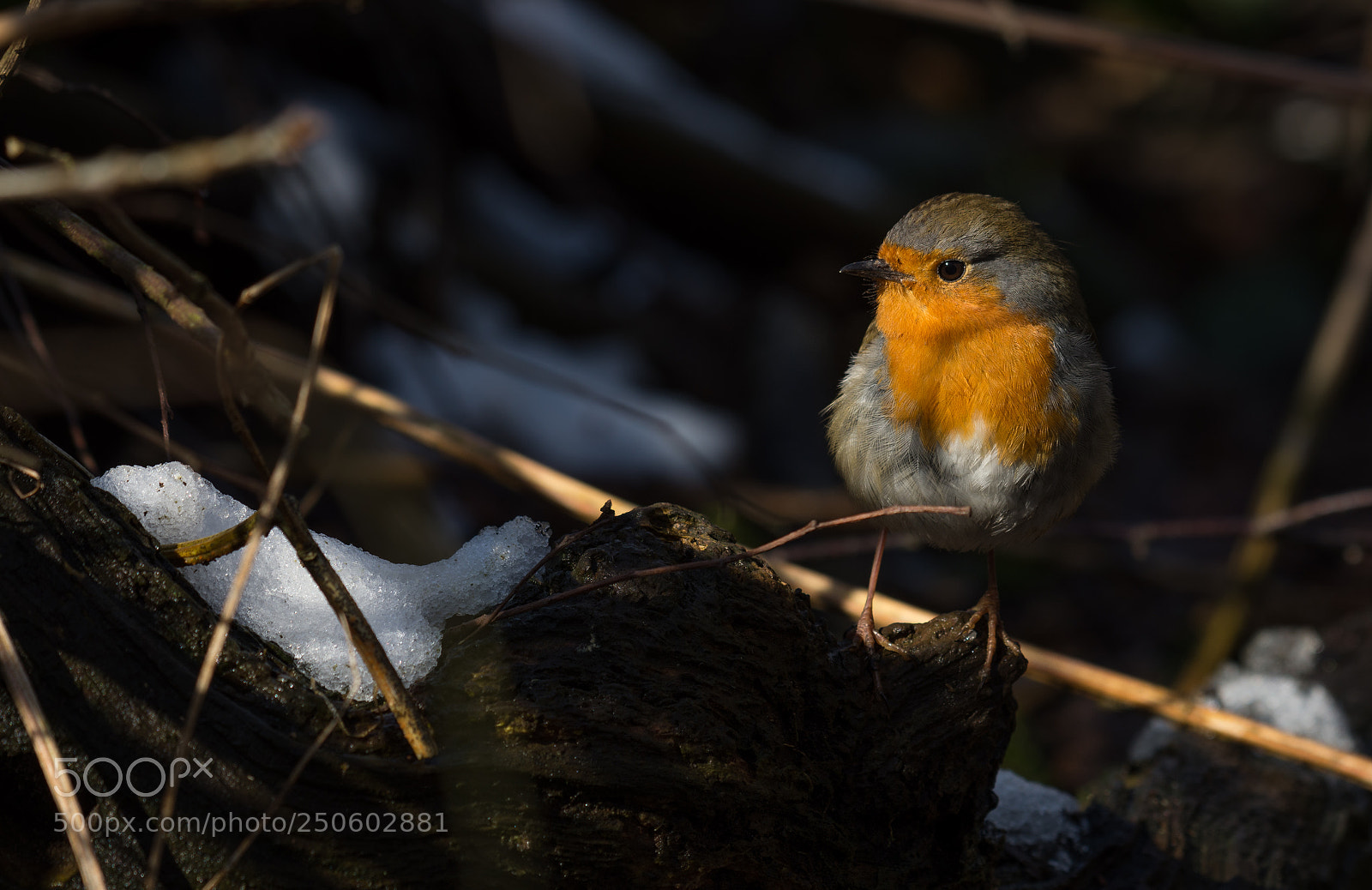 Nikon D7200 sample photo. Robin () photography