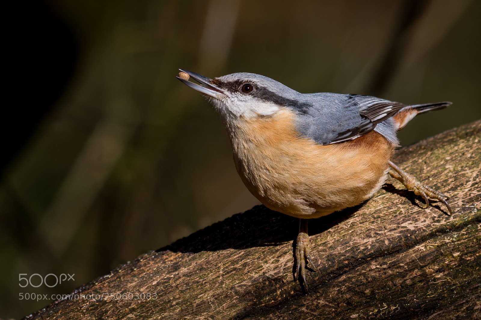 Nikon D7200 sample photo. Nuthatch () photography