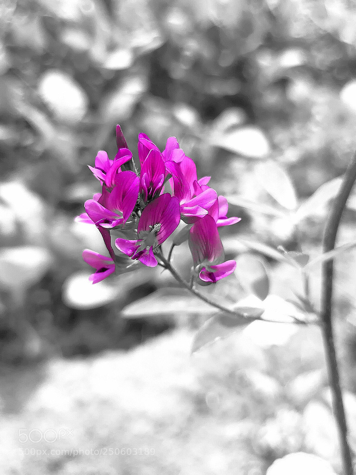 HUAWEI P10 Plus sample photo. Purple magic photography