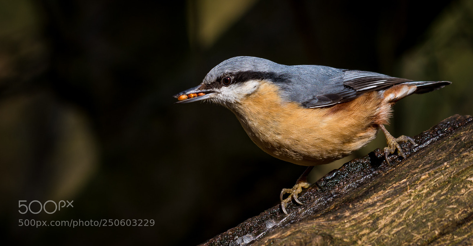 Nikon D7200 sample photo. Nuthatch () photography