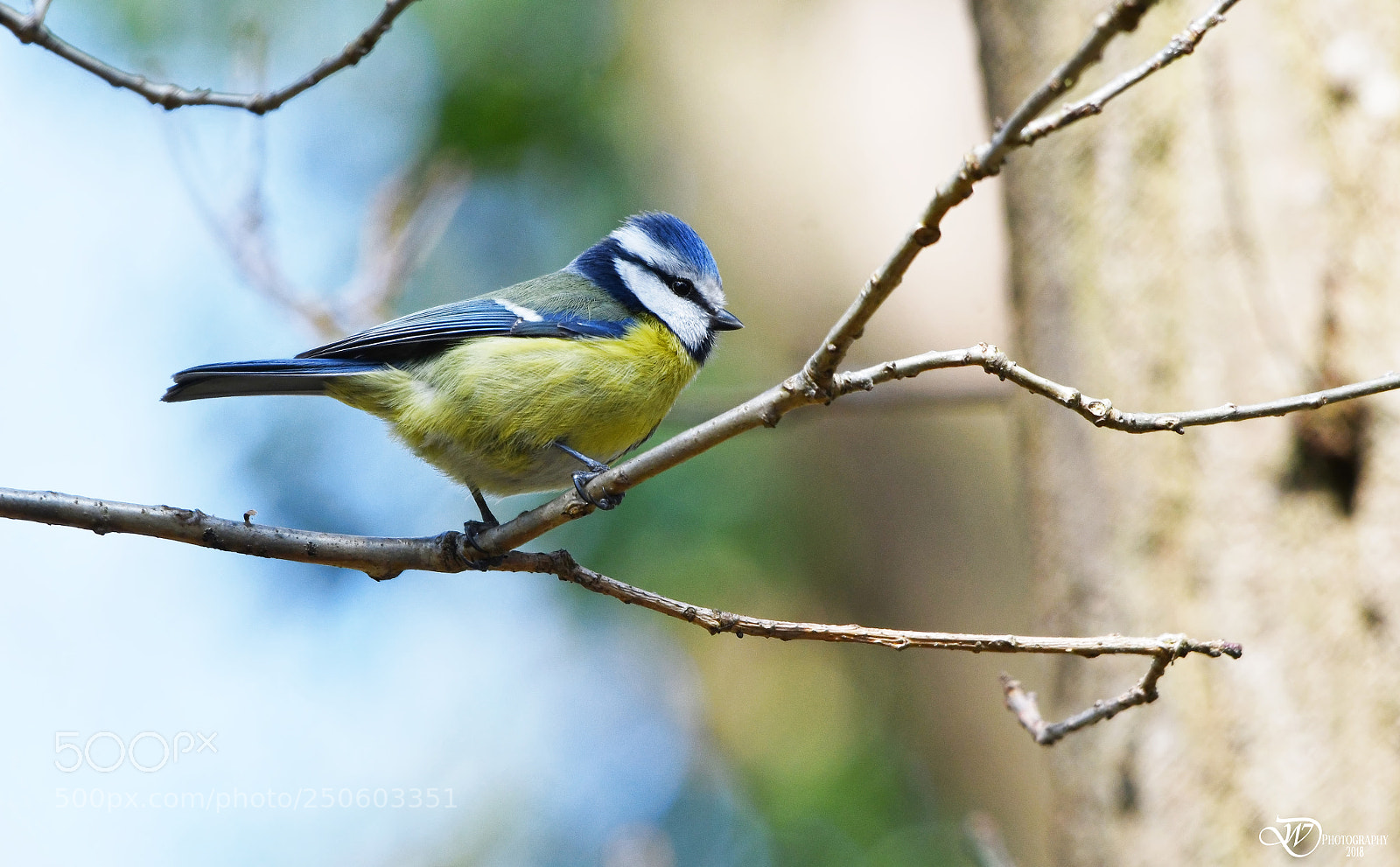 Nikon D500 sample photo. Blue tit photography