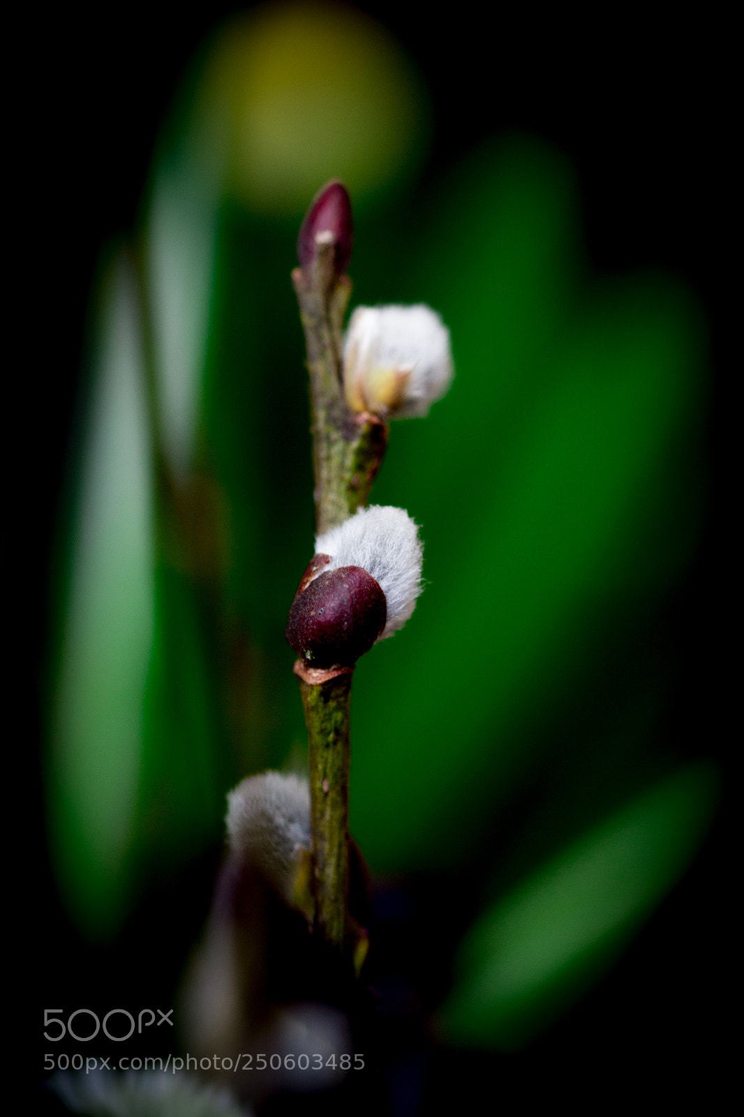 Canon EOS 700D (EOS Rebel T5i / EOS Kiss X7i) sample photo. Willow catkin photography