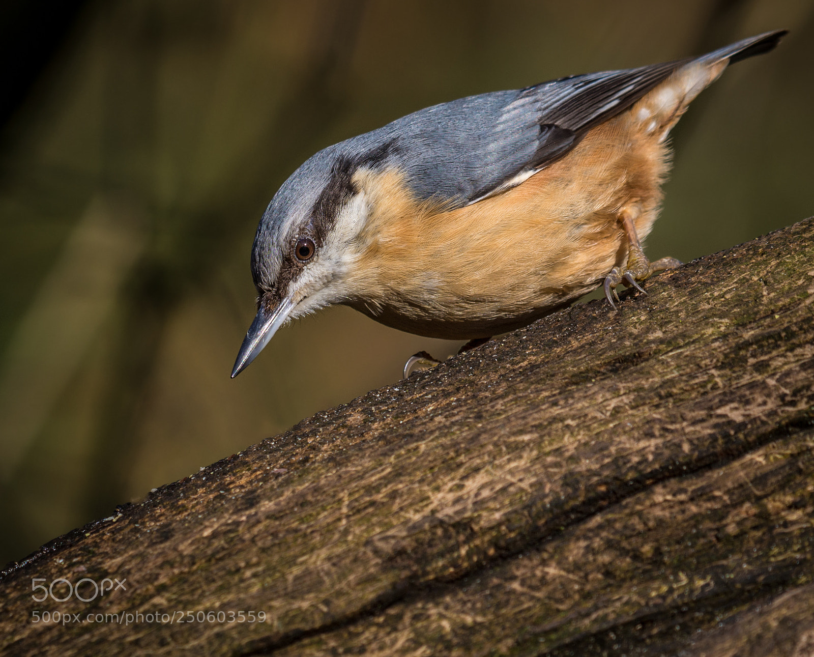 Nikon D7200 sample photo. Nuthatch () photography